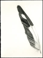 Feather