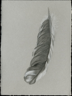 Feather
