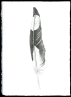 Feather