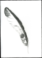 Feather