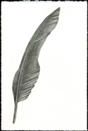 Feather